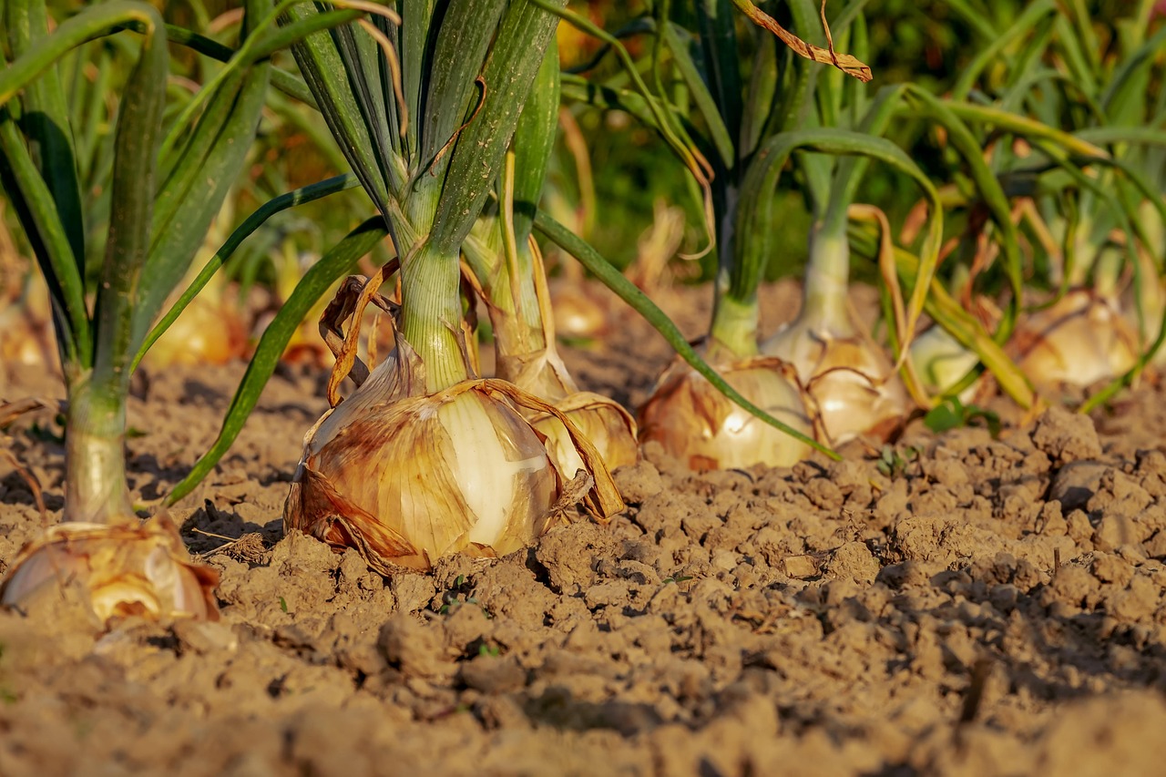 Mais en bonen groeien harmonisch naast elkaar.