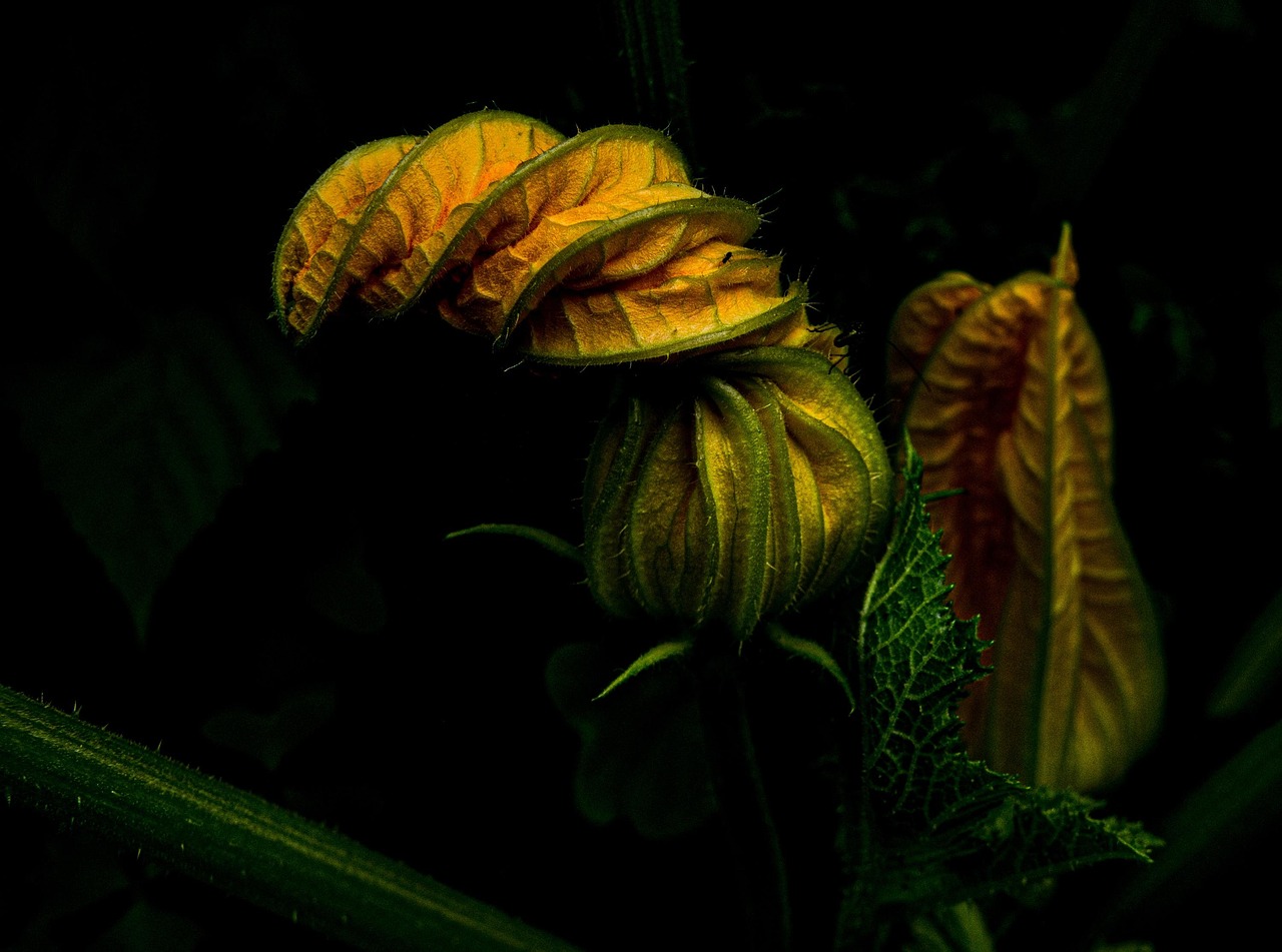 Nasturtiums beschermen komkommerplanten in de tuin.