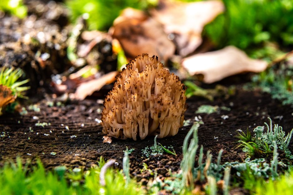 Een herfsttaart met wilde paddenstoelen. Een herfsttaart met wilde paddenstoelen.