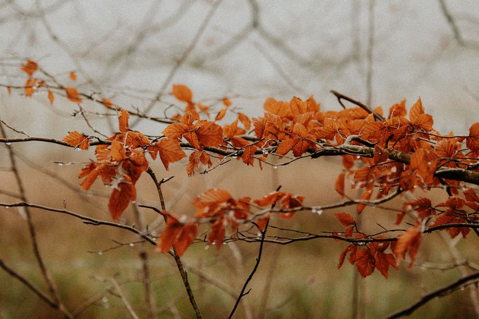 DIY herfstslinger van dennenappels en bessen.