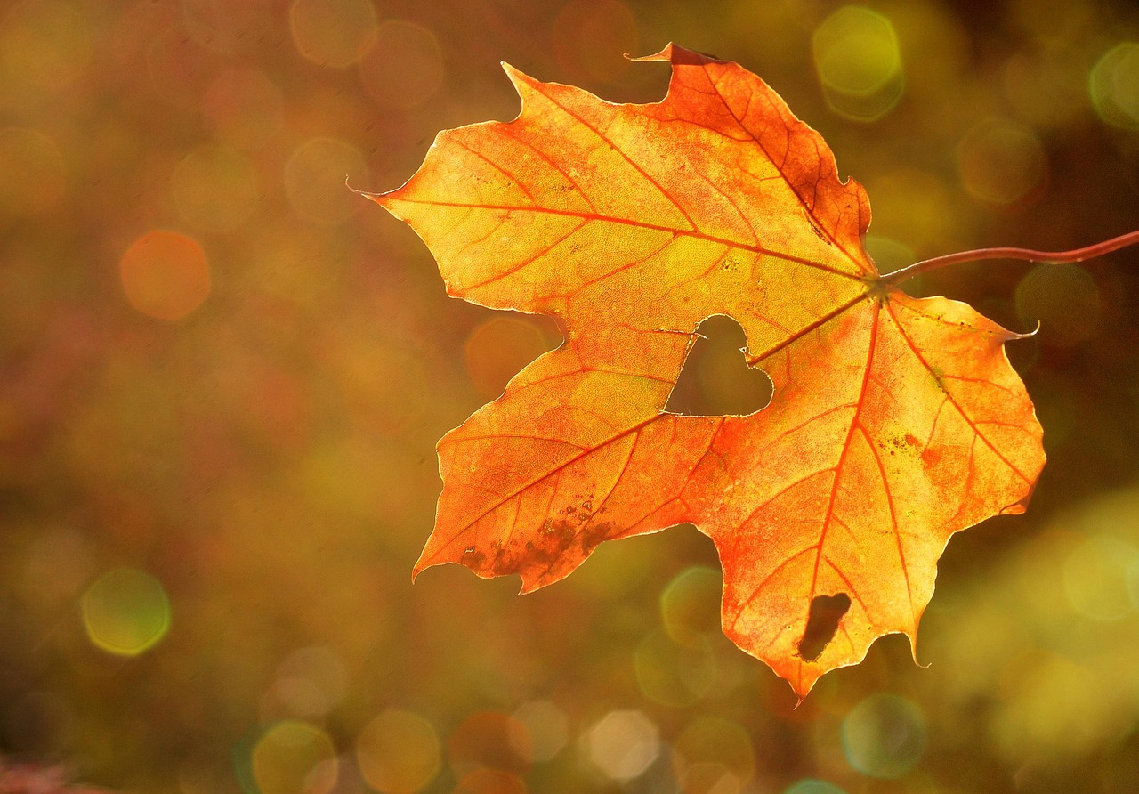 Gezellige leeshoek met warme herfstverlichting. Gezellige leeshoek met warme herfstverlichting.
