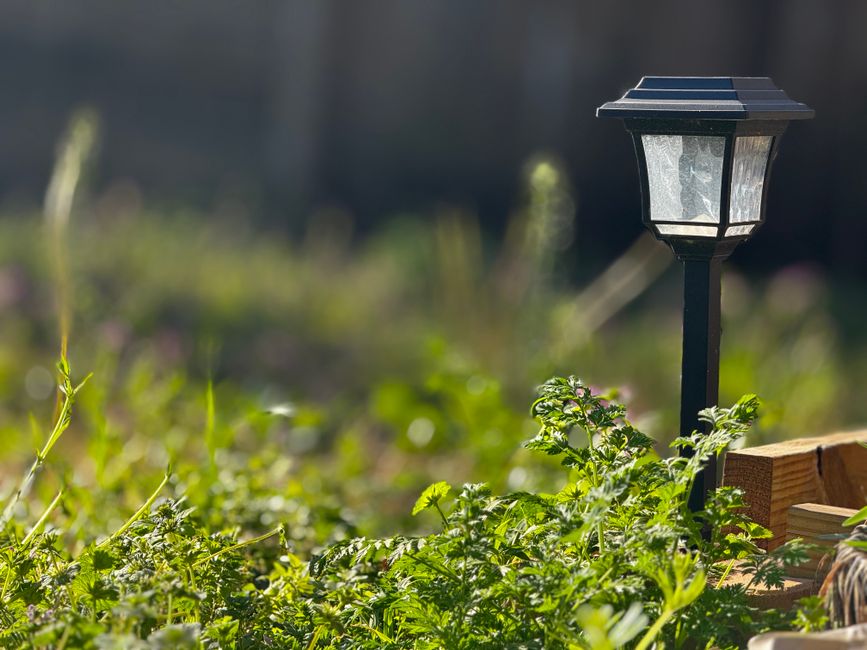 Kleurrijke zonnevangers sieren energiebesparende tuin.